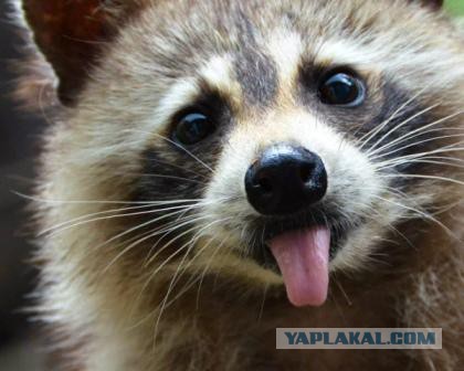 Деревенская Америка - 4