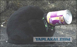 Котэ консервированный