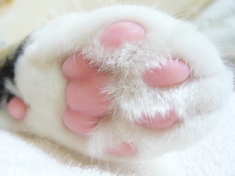 Котовторник стартует