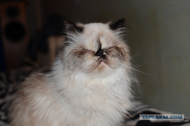 Коты до и после