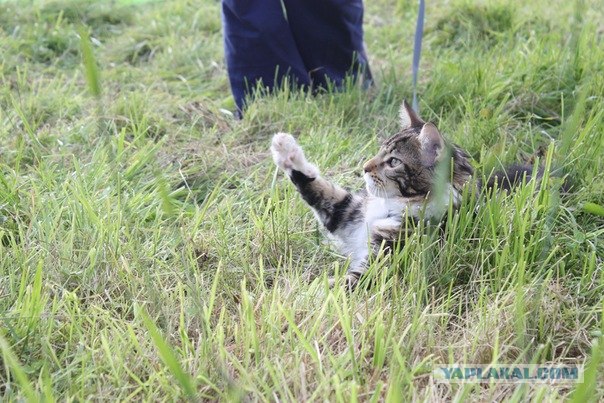 Котовторник! 11.10.11