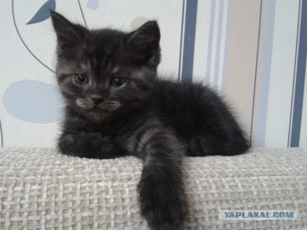 Котовторник 27.03.2012