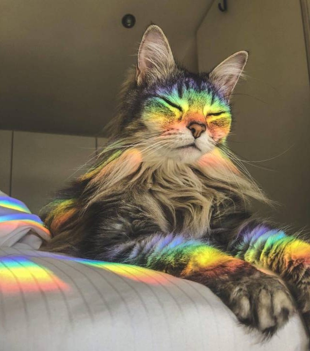 Прикольных котов пост