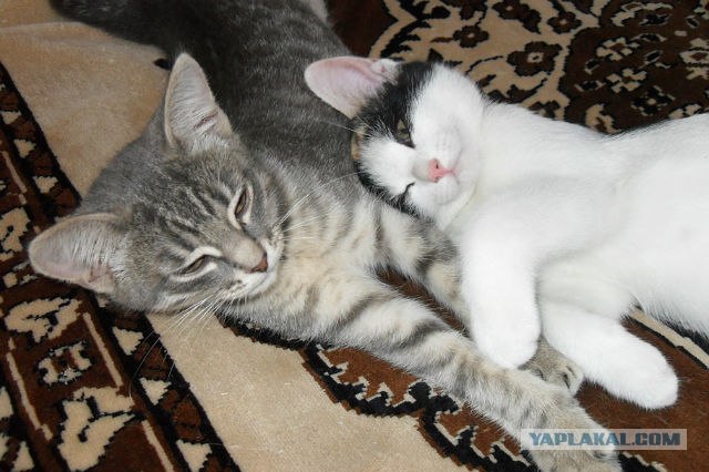 Котовторник  28.08.12