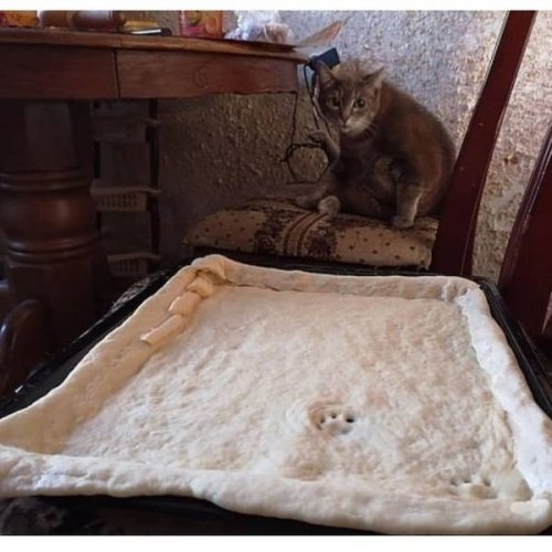 Котовторник! начнем? 04.06.19
