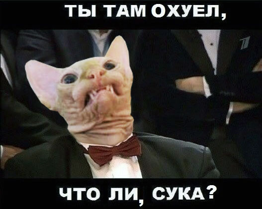 Странные фотки котеек