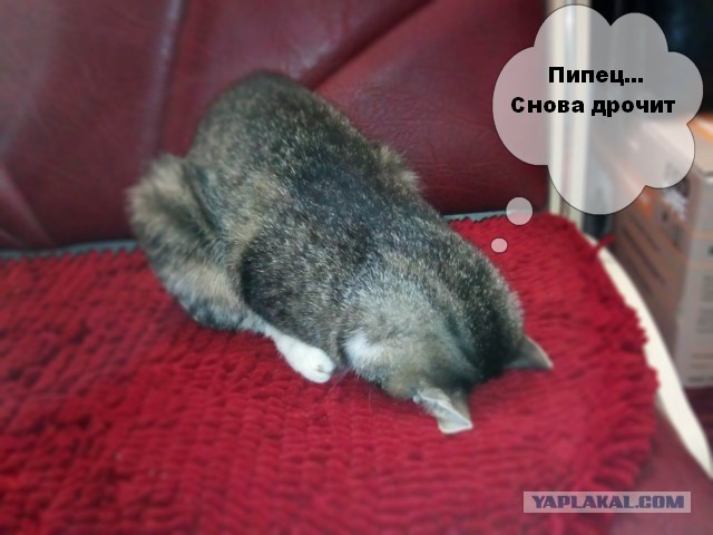 Что значит поза, в которой спит твоя кошка