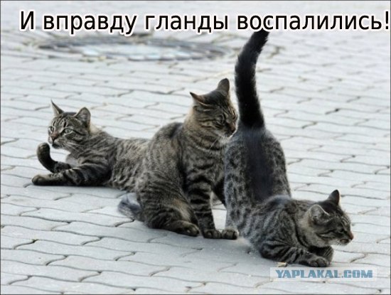 Подпиши фото!