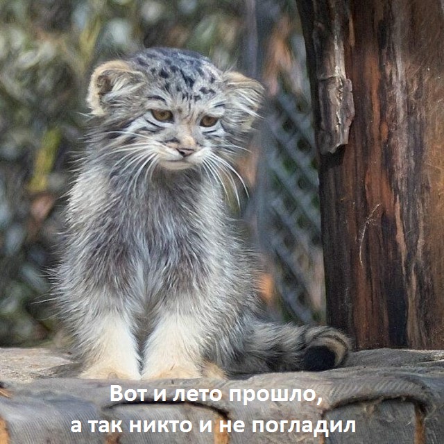 Манулы. Котофотопост