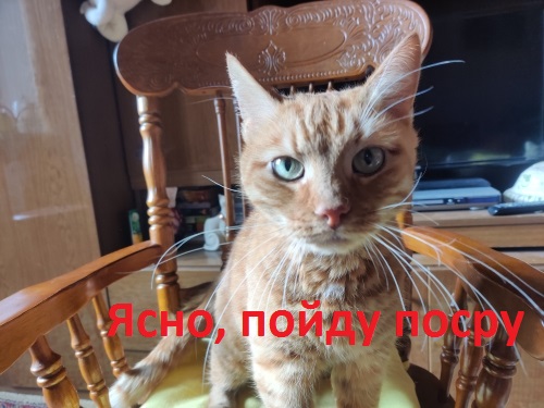 Неприятный вопрос к любителям котиков.
