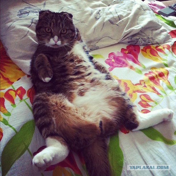 Шотландский вислоухий просится на обнимашки