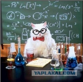 Кот пришёл домой