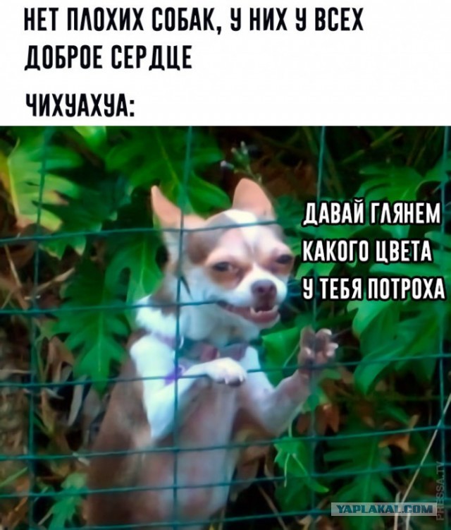 Китайская хохлатая: Самая некрасивая в мире порода собак. В этом виноват «ген мертвеца»