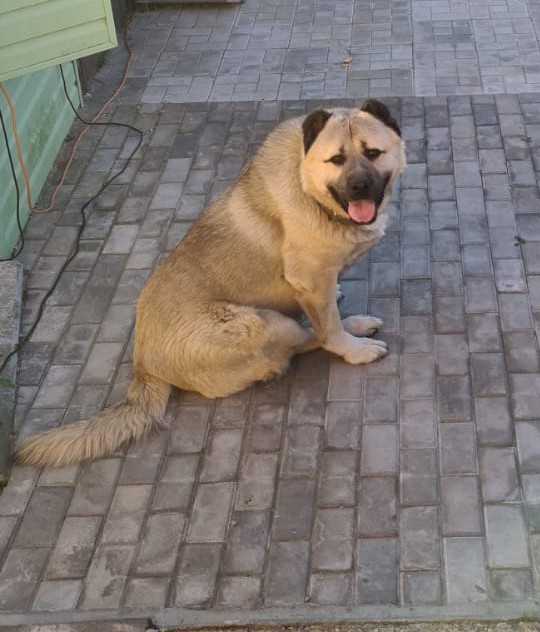 А давайте уже собакочетверг!