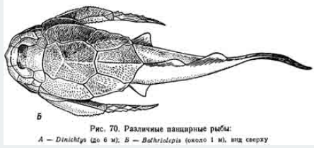 «Живая окаменелость» латимерия