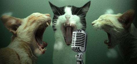 Оказывается, кошки зевают в присутствии нас — хозяев не просто так: 3 интересные причины