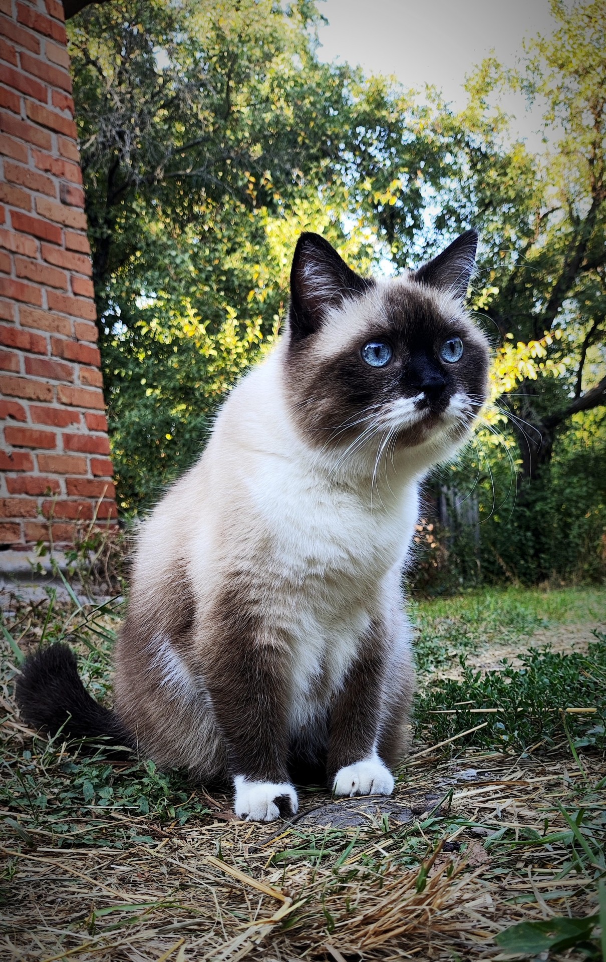 Мой котеич
