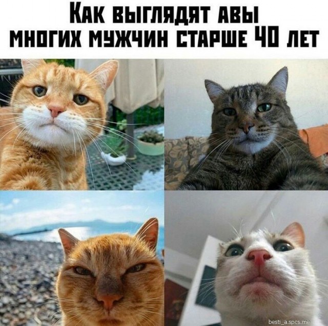Девушка попросила в Хвиттере остальных скинуть любимые мемы с котами