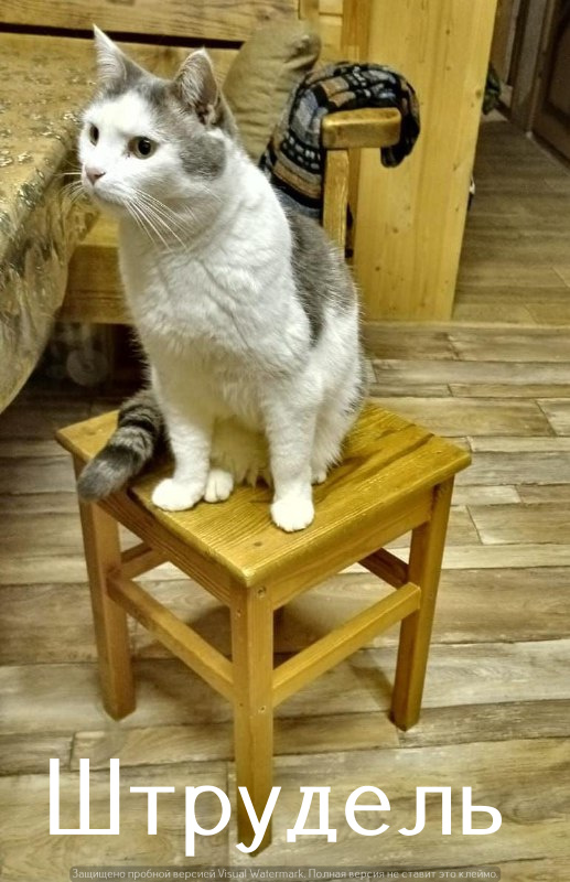 Жизнь домашнего приюта "Котоленд" 524. Нам сегодня 10 лет!