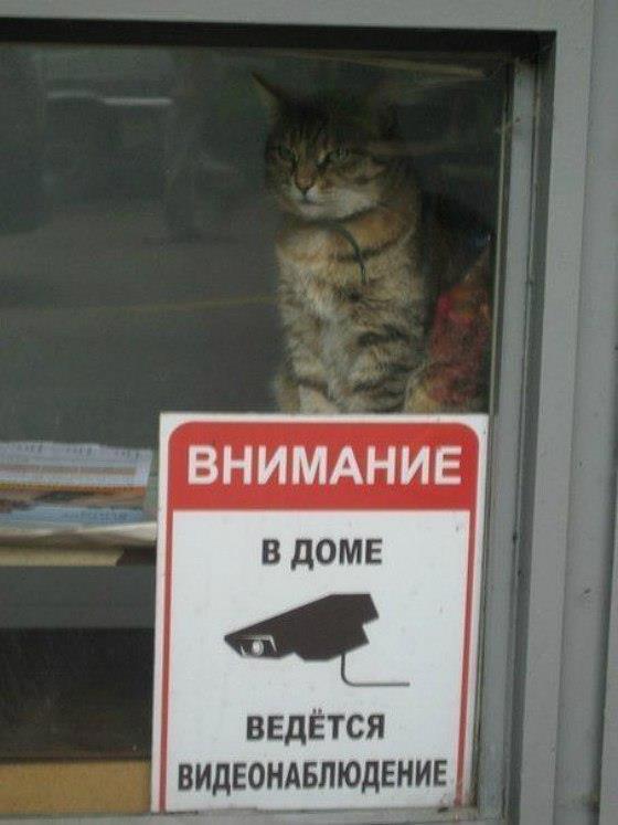 Уличные камеры наблюдения. Требуется совет.