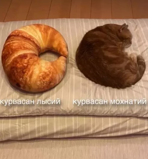 К котовторнику: подборка картинок-баянов с котиками и про котиков. Выпуск 38.