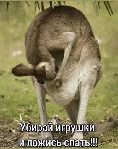 Картинки для деградации 294 (разной степени свежести)