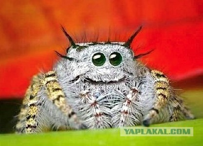 Самый страшный зверь детства