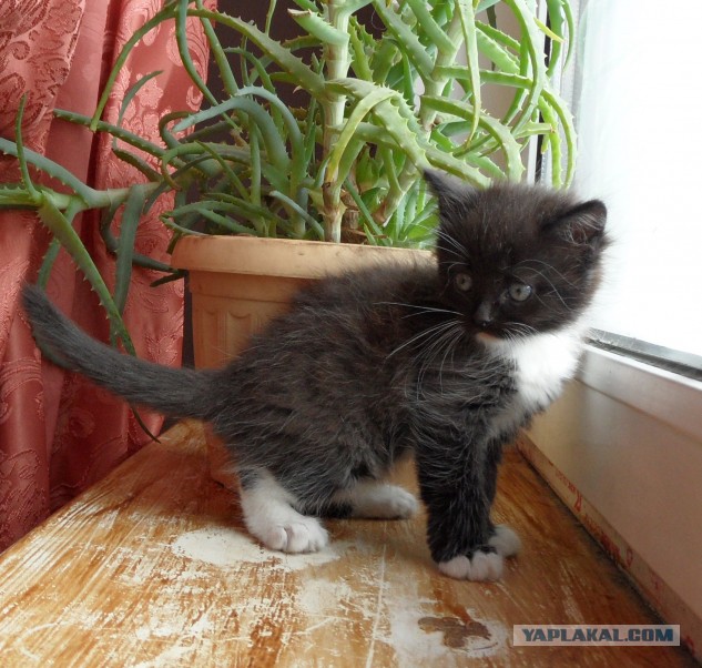 Котовторник  10.12.2013