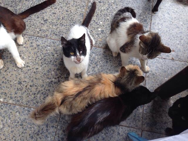 Котовторник 20.05.2014