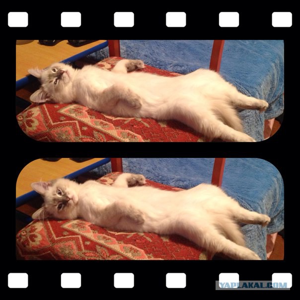 Котовторник 16.09.14