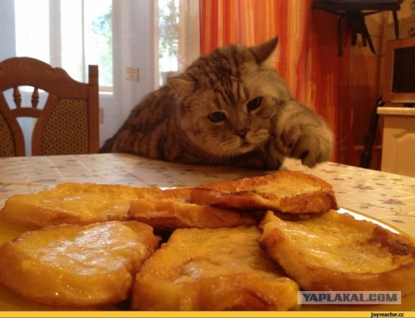 Кошачий Hardcore