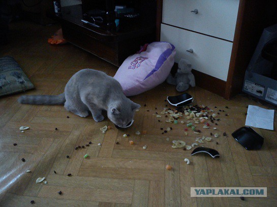 Кошачий Hardcore