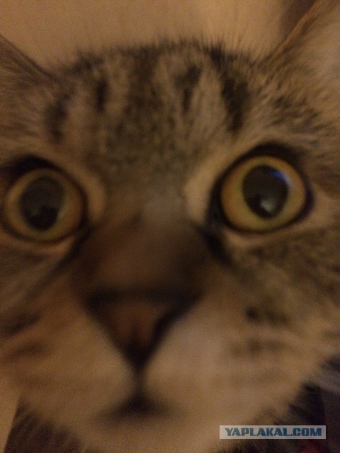 Котовторник.