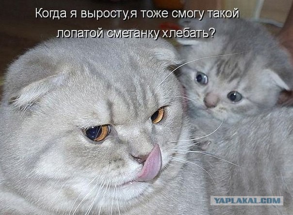 Котовторник однако