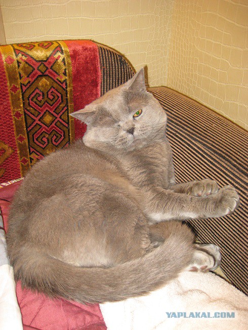 Кот ругается на хозяйку