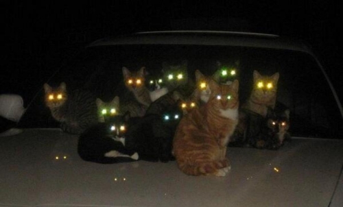 Котовторник
