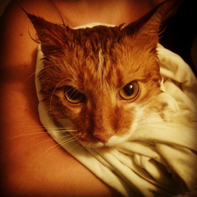 Что делать с котом