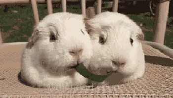 Два хомяка едят травинку