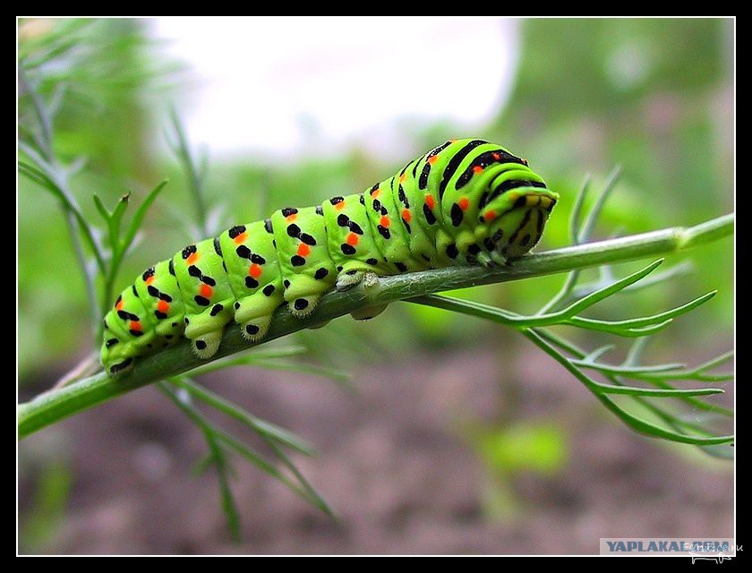 Гусеница. Гусеница бабочки махаон. Гусеница макросъемка. Гусеница землемер зеленая. Гусеница ползет.
