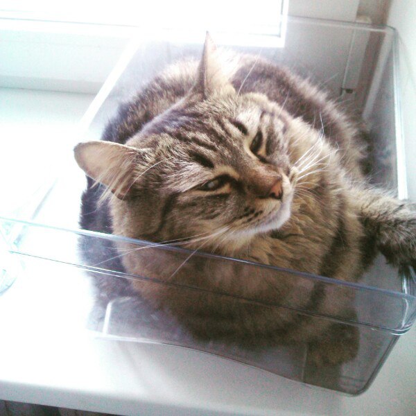 Мой кот меня не уважает?