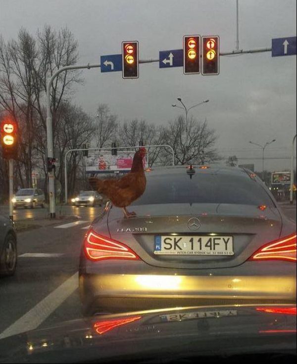 Картинки + гифки.