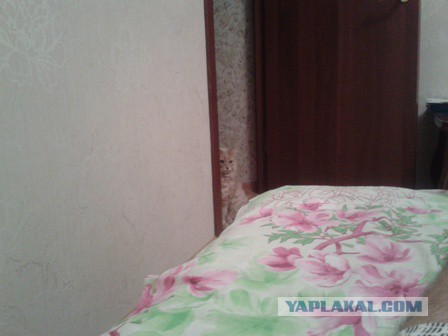 Котовторник 19.01.2016