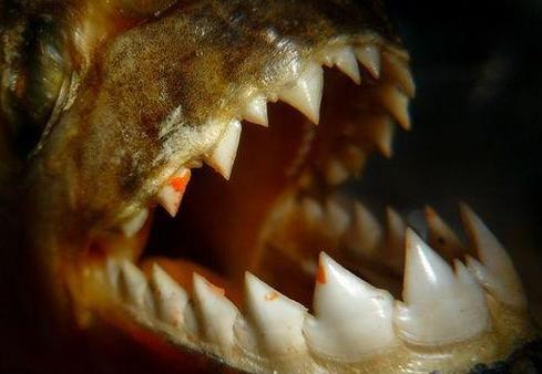 Ваши версии?