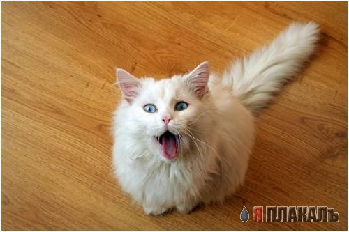 Котовторник!