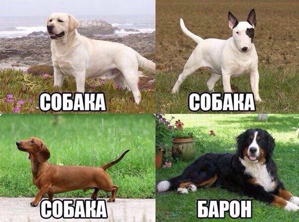 Мохнатые беспредельщики