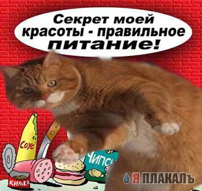 Фотожаба: Кошак