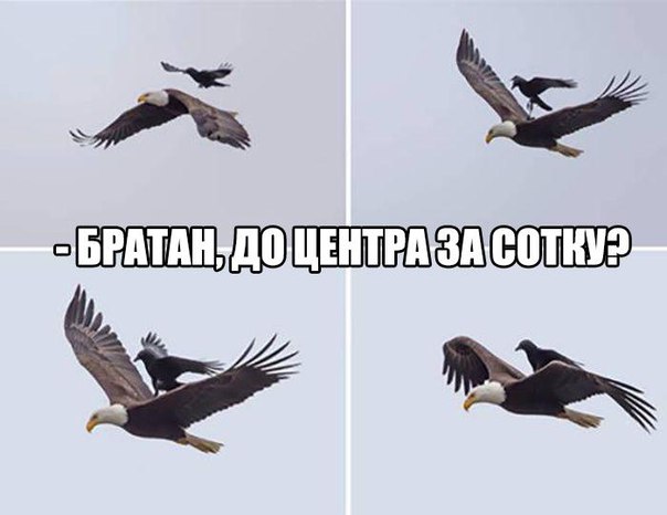Прикольные животные