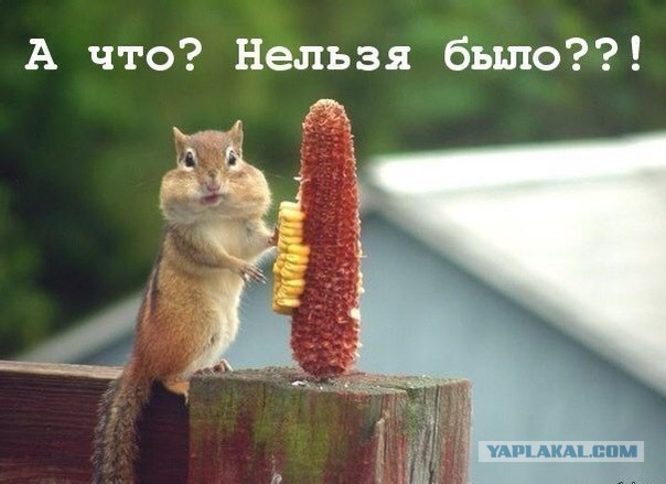 Фото из конкурса на самую смешную фотографию дикой природы