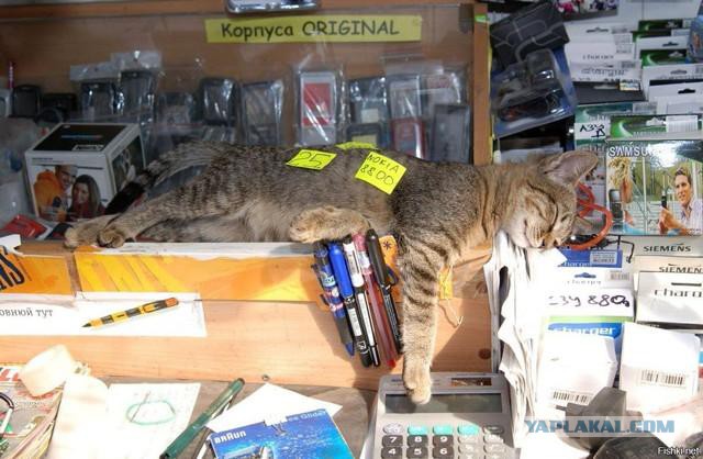 Смешные комментарии из социальных сетей 28.10.2016