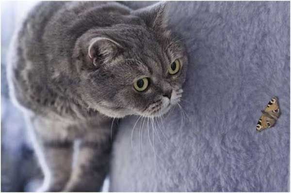 Коты из сети